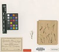 Type of Ilysanthes wilmsii Engl. [family SCROPHULARIACEAE]