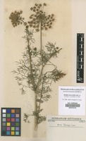 Filed as Ammi visnaga (L.) Lam. [family APIACEAE]