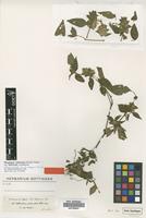 Isolectotype of Phaulopsis inaequalis Pic. Serm. [family ACANTHACEAE]
