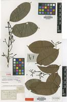 Type of Lacmellea floribunda (Poepp.) Benth. [family APOCYNACEAE]