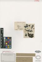 Holotype of Rochefortia jacquini Griseb. [family BORAGINACEAE]