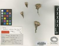 Syntype of Anabasis aretioides Moq.-Tand. & Coss. [family CHENOPODIACEAE]