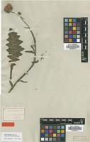 Type of Carduus hamulosus Ehrh. [family ASTERACEAE]