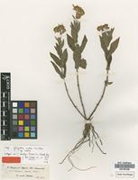 Isotype of Guizotia schultzii Hochst. ex Sch.Bip. [family ASTERACEAE]