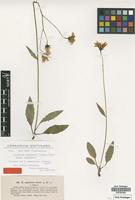 Isotype of Hieracium angustatum (Lindeb.) Blytt var. elatum Lindeb. [family ASTERACEAE]