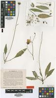 Type of Hieracium sommerfeltii Lindeb. [family ASTERACEAE]