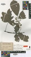 Type of Agelaea obovata G.Schellenb. [family CONNARACEAE]