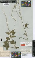 Syntype of Celosia anthelminthica Asch. [family AMARANTHACEAE]