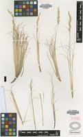 Type of Calamagrostis nardifolia (Griseb.) Hack. ex Stuckert [family POACEAE]