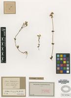 Syntype of Sebaea brachyphylla Griseb. [family GENTIANACEAE]