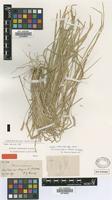 Lectotype of Hordeum compressum Griseb. [family POACEAE]