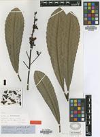 Isotype of Cespedesia sprucei Tiegh. [family OCHNACEAE]