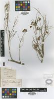 Holotype of Calliandra pacara Griseb. [family FABACEAE]