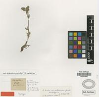 Lectotype of Potentilla hirta L. var. subsericea Griseb. [family ROSACEAE]