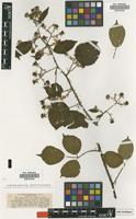 Type of Rubus distractus P.J.Müll. [family ROSACEAE]