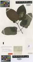 Isotype of Nauclea glaberrima Bartl. ex DC. [family RUBIACEAE]