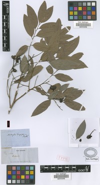 Syntype of Matayba longipes Radlk. [family SAPINDACEAE]