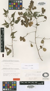 Syntype of Urvillea euryptera Griseb. [family SAPINDACEAE]