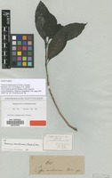 Type of Coffea sambucina G.Forst. [family RUBIACEAE]