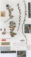 Holotype of Marcgravia oligandra C.Wright ex Griseb. [family MARCGRAVIACEAE]