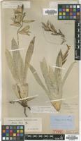 Type of Vriesea laxa Mez [family BROMELIACEAE]