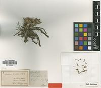 Type of Anabasis brevifolia C.A.Mey. [family CHENOPODIACEAE]