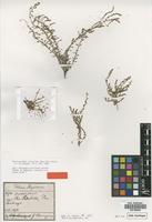Type? of Halopeplis gilliesii Griseb. [family CHENOPODIACEAE]