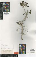 Isotype of Sevada schimperi Moq. [family CHENOPODIACEAE]