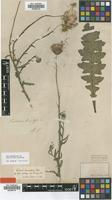 Type of Carduus hamulosus Ehrh. [family ASTERACEAE]