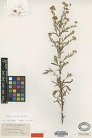 Type of Pulicaria longifolia Boiss. [family ASTERACEAE]
