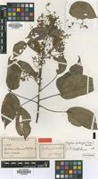 Isotype of Agelaea grisea G.Schellenb. [family CONNARACEAE]
