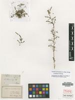 Paratype of Suaeda corniculata (C.A.Mey.) Bunge [family CHENOPODIACEAE]