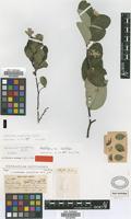 Holotype of Linodendron aronifolium Griseb. [family THYMELAEACEAE]