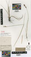 Holotype of Juncus uruguensis Griseb. [family JUNCACEAE]
