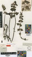 Type of Lamium garganicum L. var. glabratum Griseb. [family LAMIACEAE]