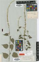Syntype of Celosia anthelminthica Asch. [family AMARANTHACEAE]