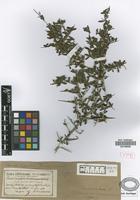 Syntype of Duvaua praecox Griseb. var. hyemalis Griseb. [family ANACARDIACEAE]