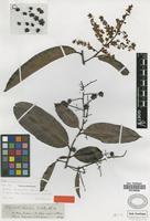 Type of Elvasia quinqueloba Spruce ex Engl. [family OCHNACEAE]