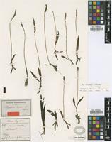 Isotype of Aa lorentzii Schltr. [family ORCHIDACEAE]