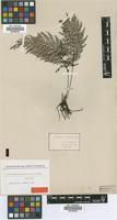 Syntype of Trichomanes apiifolium C.Presl [family PTERIDOPHYTA]
