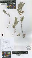 Holotype of Calliandra pacara Griseb. [family FABACEAE]