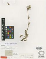 Syntype of Potentilla hirta L. var. subsericea Griseb. [family ROSACEAE]