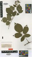 Type of Rubus pannosus P.J.Müll. & Wirtg. [family ROSACEAE]