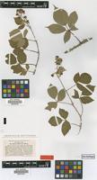 Type of Rubus schlickumii Wirtg. [family ROSACEAE]