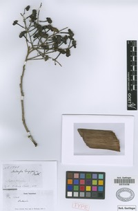 Syntype of Matayba longipes Radlk. [family SAPINDACEAE]
