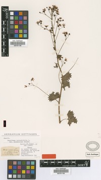 Holotype of Saxifraga rotundifolia L. var. glandulosa Griseb. [family SAXIFRAGACEAE]