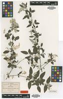 Isotype of Iresine discolor Greenm. [family AMARANTHACEAE]