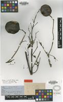 Holotype of Jacaranda chelonia Griseb. [family BIGNONIACEAE]