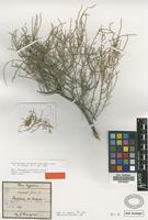 Type? of Halopeplis gilliesii Griseb. [family CHENOPODIACEAE]