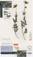 Holotype of Bidens andicola H.B.K. var. cosmantha (Griseb.) Sherff [family ASTERACEAE]